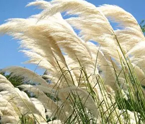 芦苇